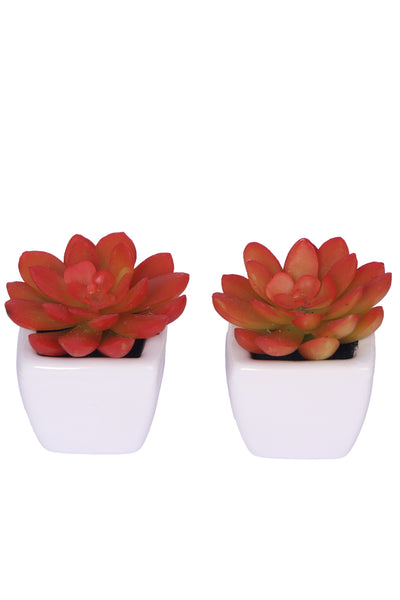 PolliNation Artificial Succulent With Ceramic Pot (Set of 2)