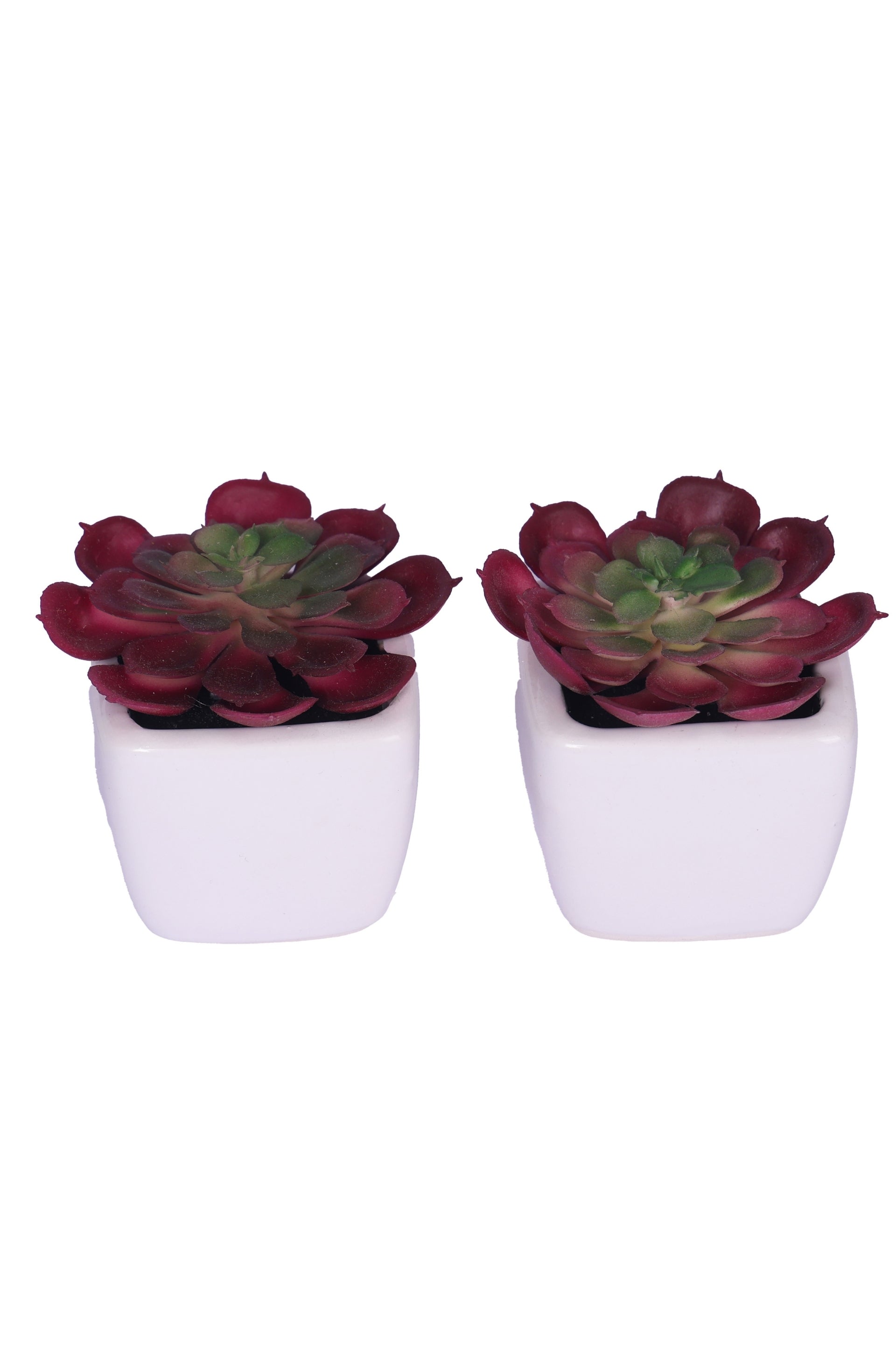 PolliNation Artificial Succulent Bonsai With Ceramic Pot Set of 2 - Green