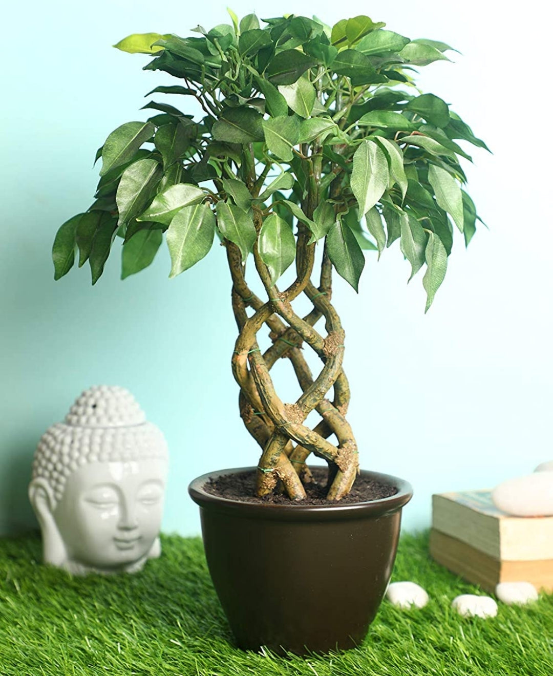 Rooted Calm:Stunning Ficus Bonsai With Brown Ceramic Pot