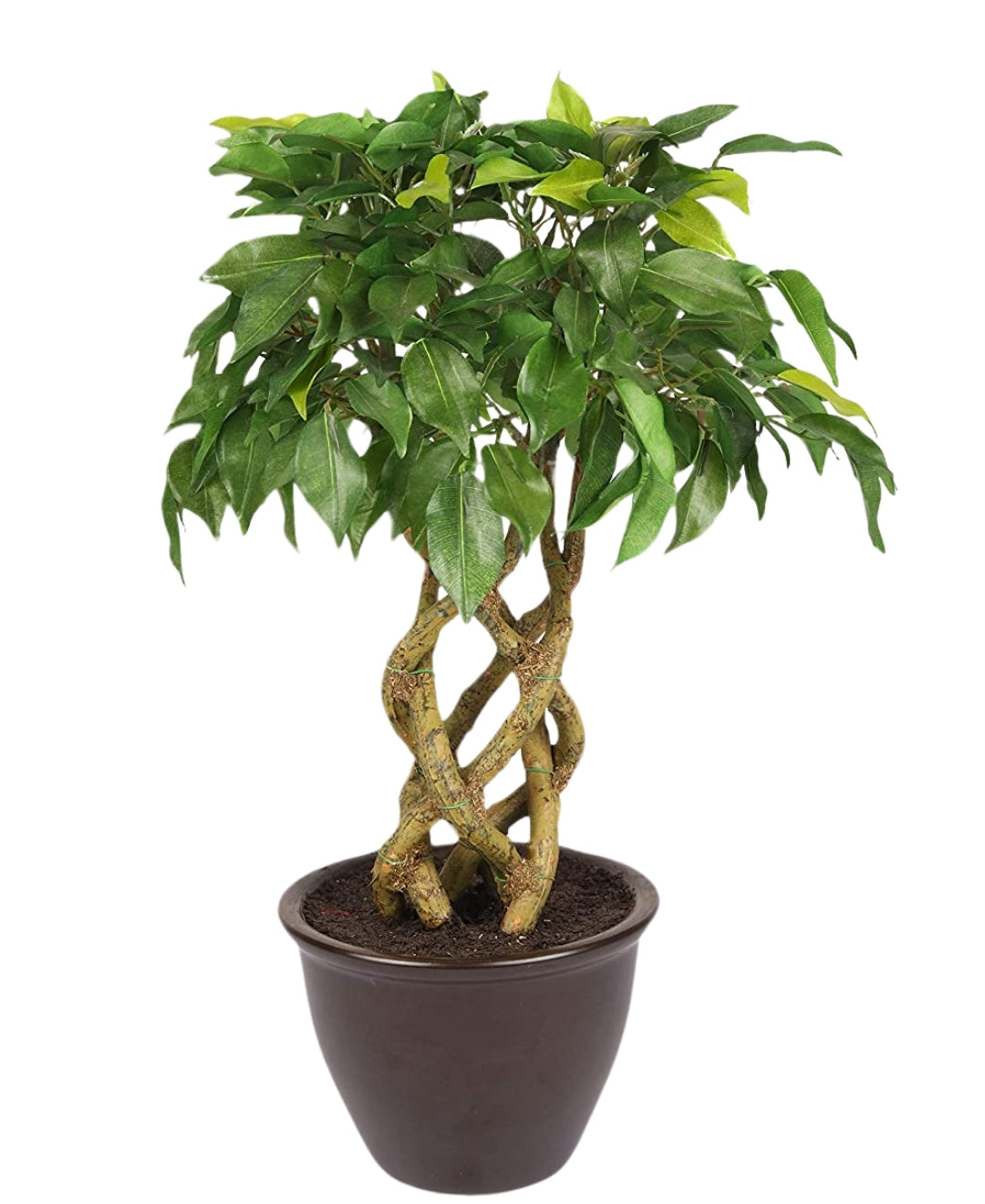 Rooted Calm:Stunning Ficus Bonsai With Brown Ceramic Pot