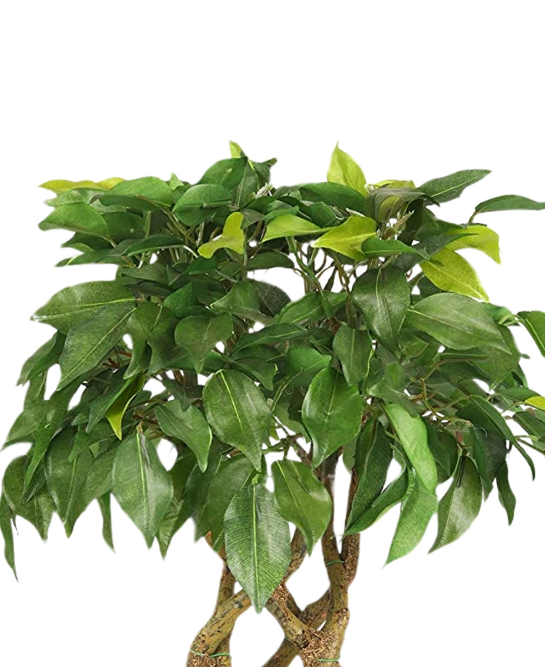 Rooted Calm:Stunning Ficus Bonsai With Brown Ceramic Pot