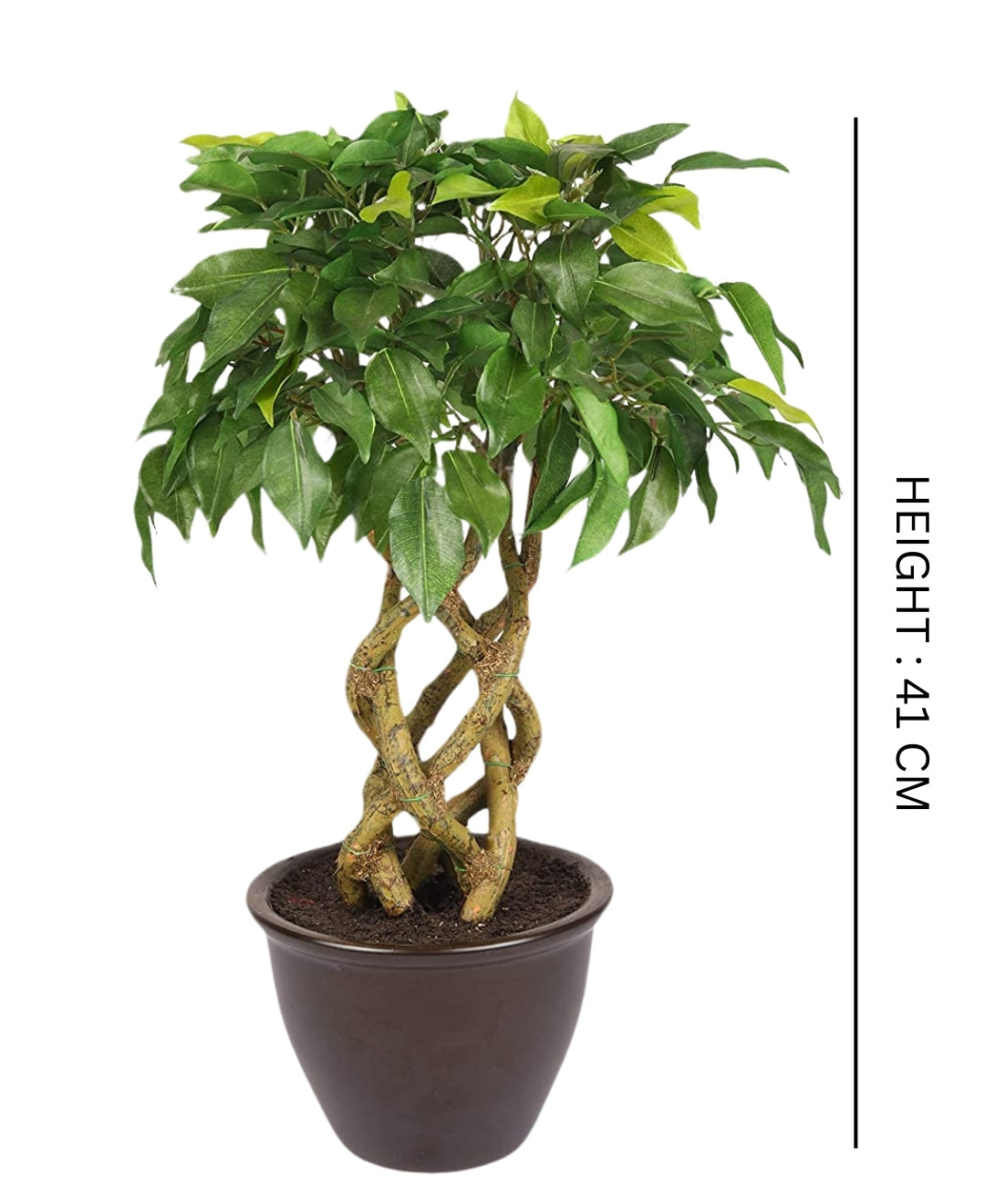 Rooted Calm:Stunning Ficus Bonsai With Brown Ceramic Pot