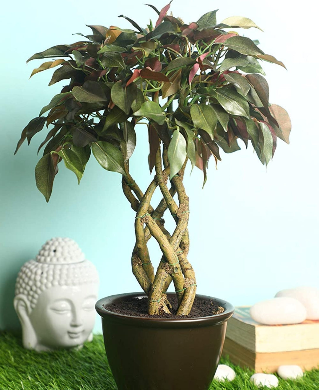 Rooted Calm:Stunning Ficus Bonsai With Brown Ceramic Pot