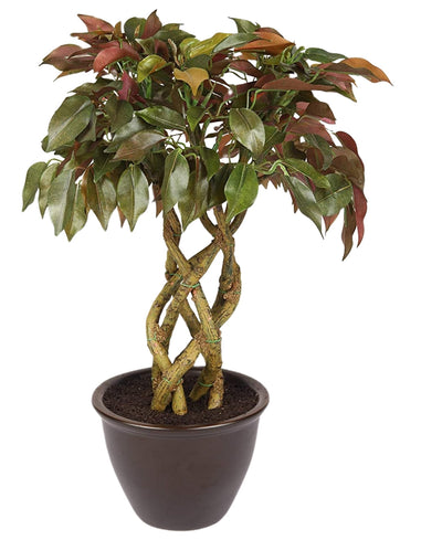 Rooted Calm:Stunning Ficus Bonsai With Brown Ceramic Pot