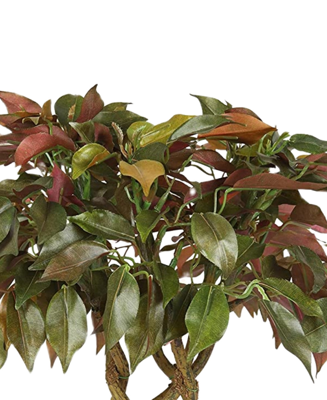 Rooted Calm:Stunning Ficus Bonsai With Brown Ceramic Pot