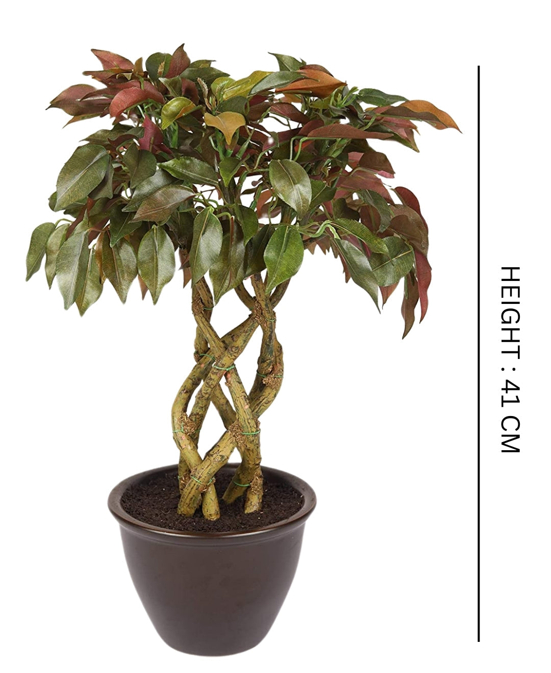 Rooted Calm:Stunning Ficus Bonsai With Brown Ceramic Pot