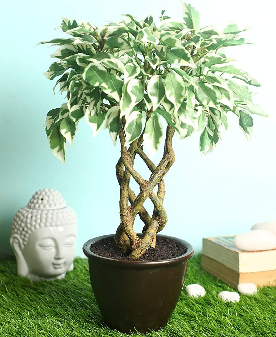 Rooted Calm:Stunning Ficus Bonsai With Brown Ceramic Pot