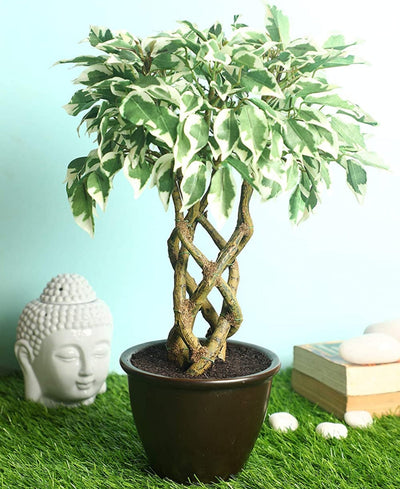 Rooted Calm:Stunning Ficus Bonsai With Brown Ceramic Pot
