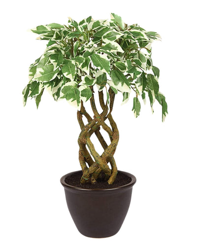 Rooted Calm:Stunning Ficus Bonsai With Brown Ceramic Pot