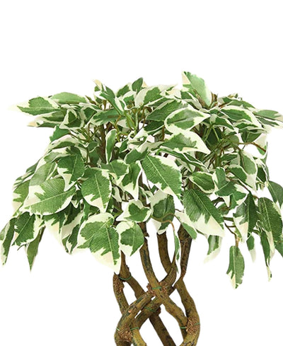 Rooted Calm:Stunning Ficus Bonsai With Brown Ceramic Pot