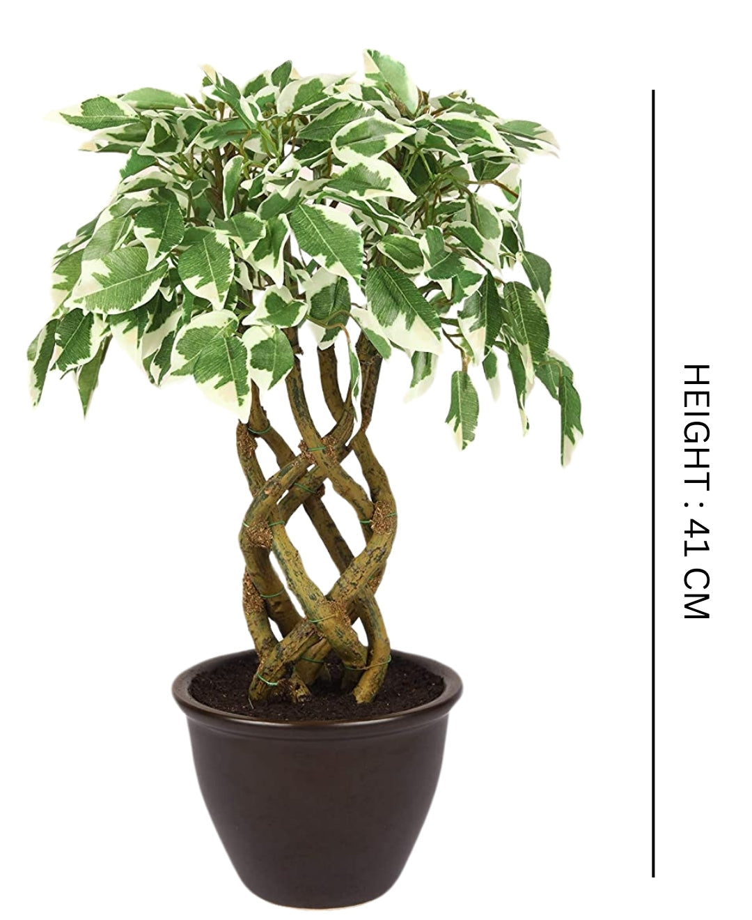 Rooted Calm:Stunning Ficus Bonsai With Brown Ceramic Pot