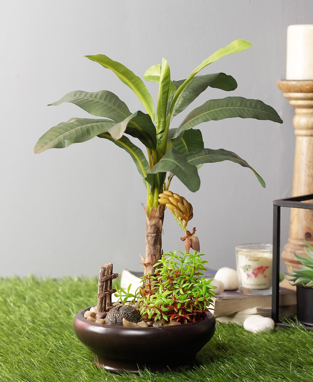 Alluring Banana Bonsai In Ceramic Pot