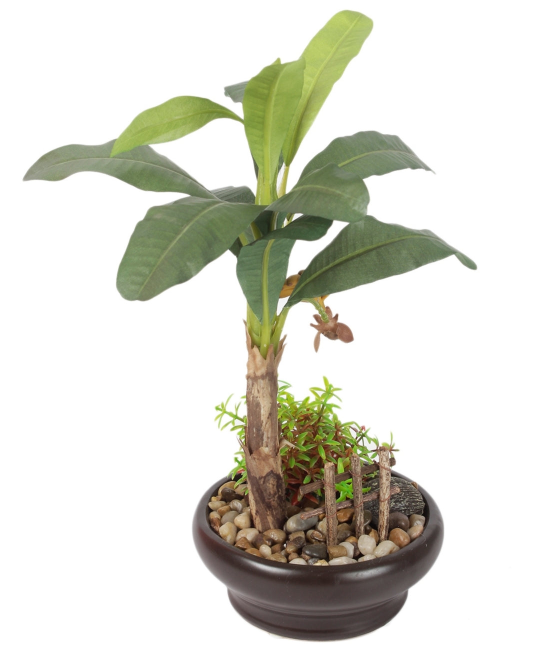 Alluring Banana Bonsai In Ceramic Pot