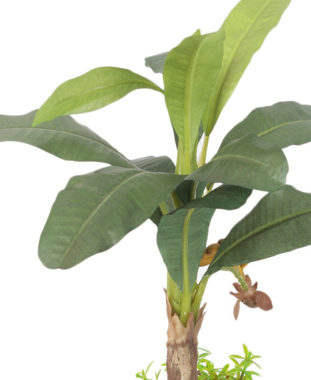 Alluring Banana Bonsai In Ceramic Pot