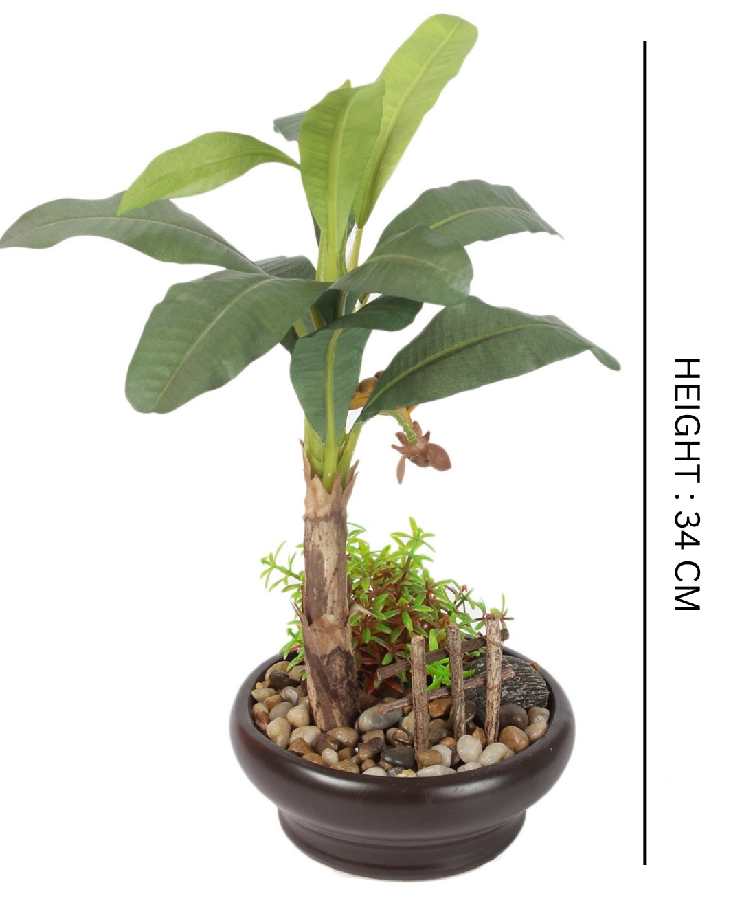 Alluring Banana Bonsai In Ceramic Pot