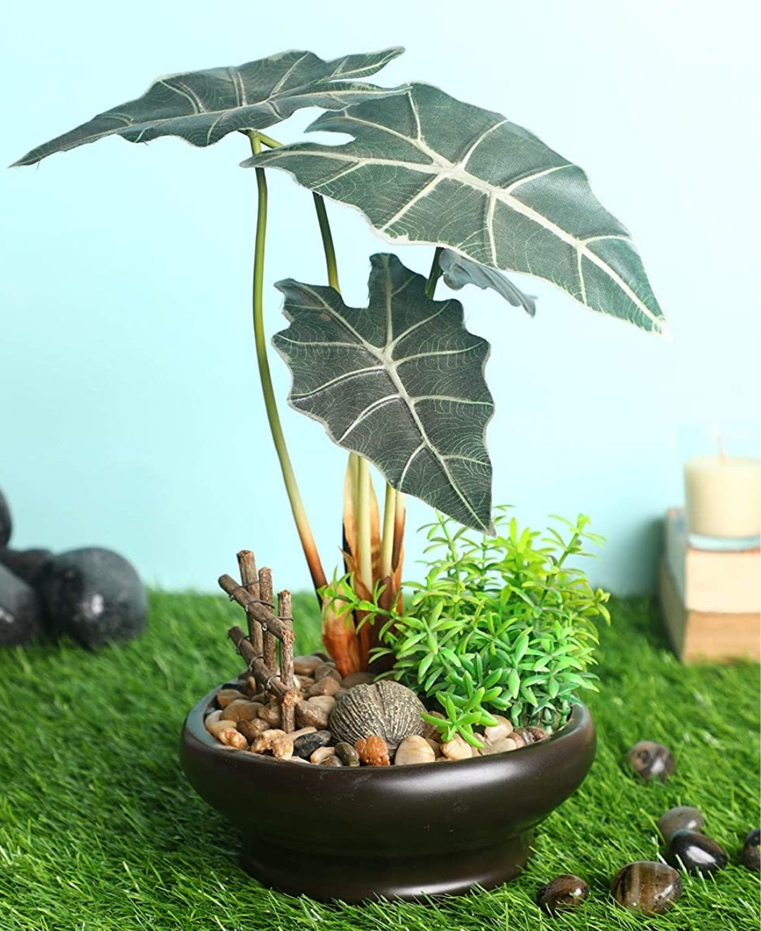 Alocasia Serenity Bonsai In Earthy Ceramic Pot