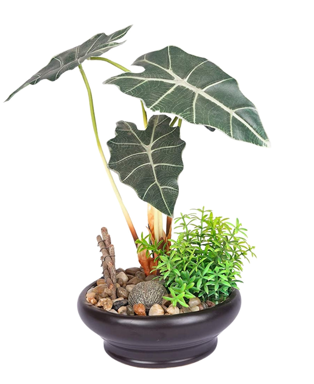 Alocasia Serenity Bonsai In Earthy Ceramic Pot