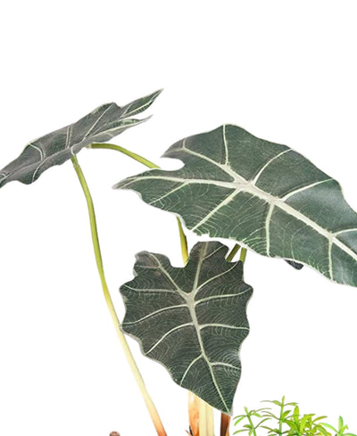 Alocasia Serenity Bonsai In Earthy Ceramic Pot