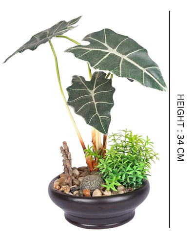 Alocasia Serenity Bonsai In Earthy Ceramic Pot