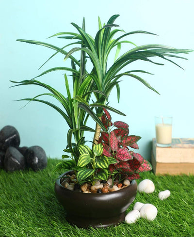 Elegant Yucca Bonsai In Brown Ceramic Pot