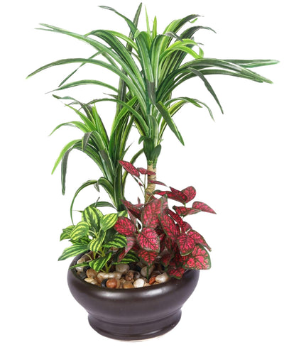 Elegant Yucca Bonsai In Brown Ceramic Pot