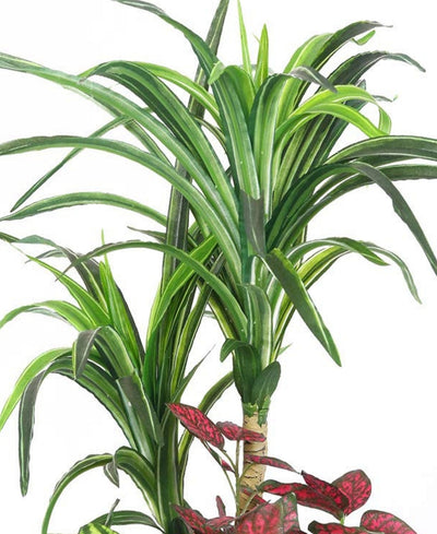 Elegant Yucca Bonsai In Brown Ceramic Pot