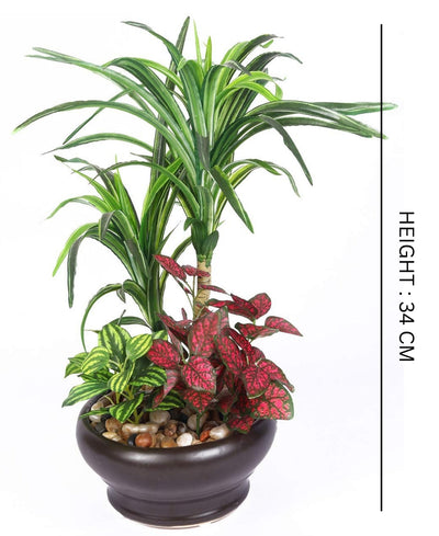 Elegant Yucca Bonsai In Brown Ceramic Pot