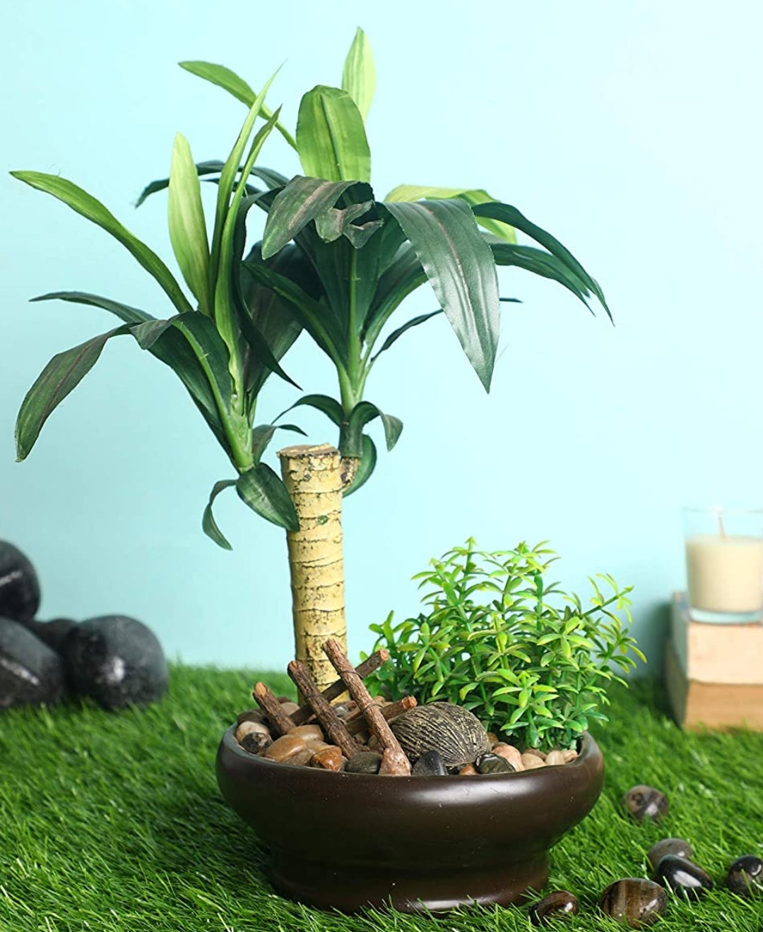 Tropical Dracaena Bonsai In Brown Ceramic Pot