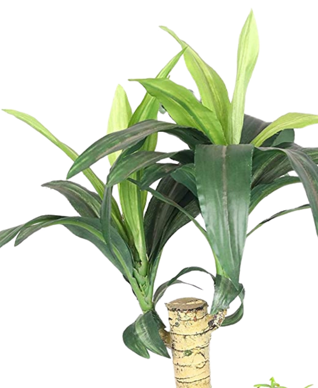 Tropical Dracaena Bonsai In Brown Ceramic Pot