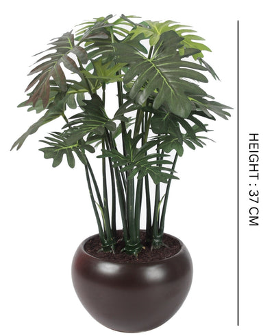 Whispers Of Green Bonsai In Brown Ceramic Pot