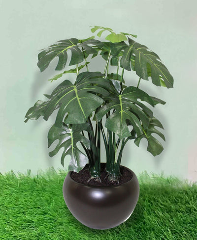 Whispers Of Green Bonsai In Brown Ceramic Pot