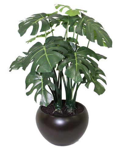 Whispers Of Green Bonsai In Brown Ceramic Pot