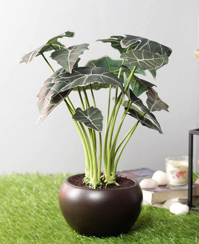 Whispers Of Green Bonsai In Brown Ceramic Pot