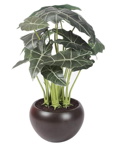 Whispers Of Green Bonsai In Brown Ceramic Pot