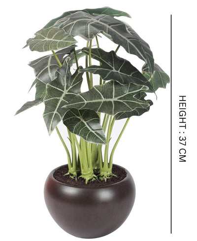 Whispers Of Green Bonsai In Brown Ceramic Pot