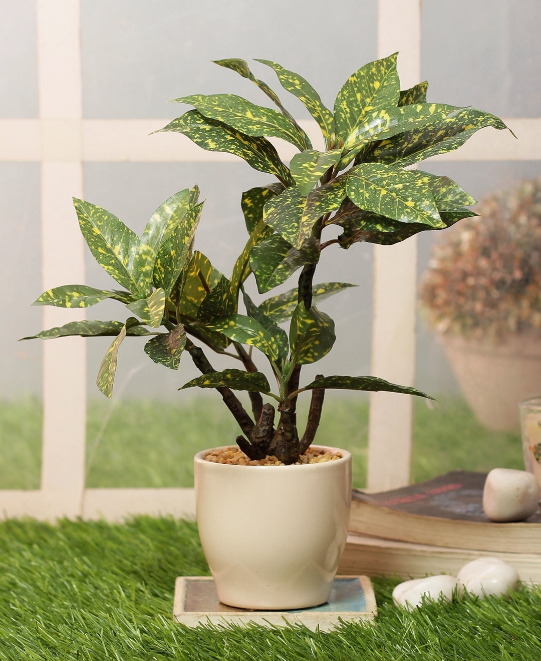 Radiant Croton Bonsai In Sleek Ceramic Pot