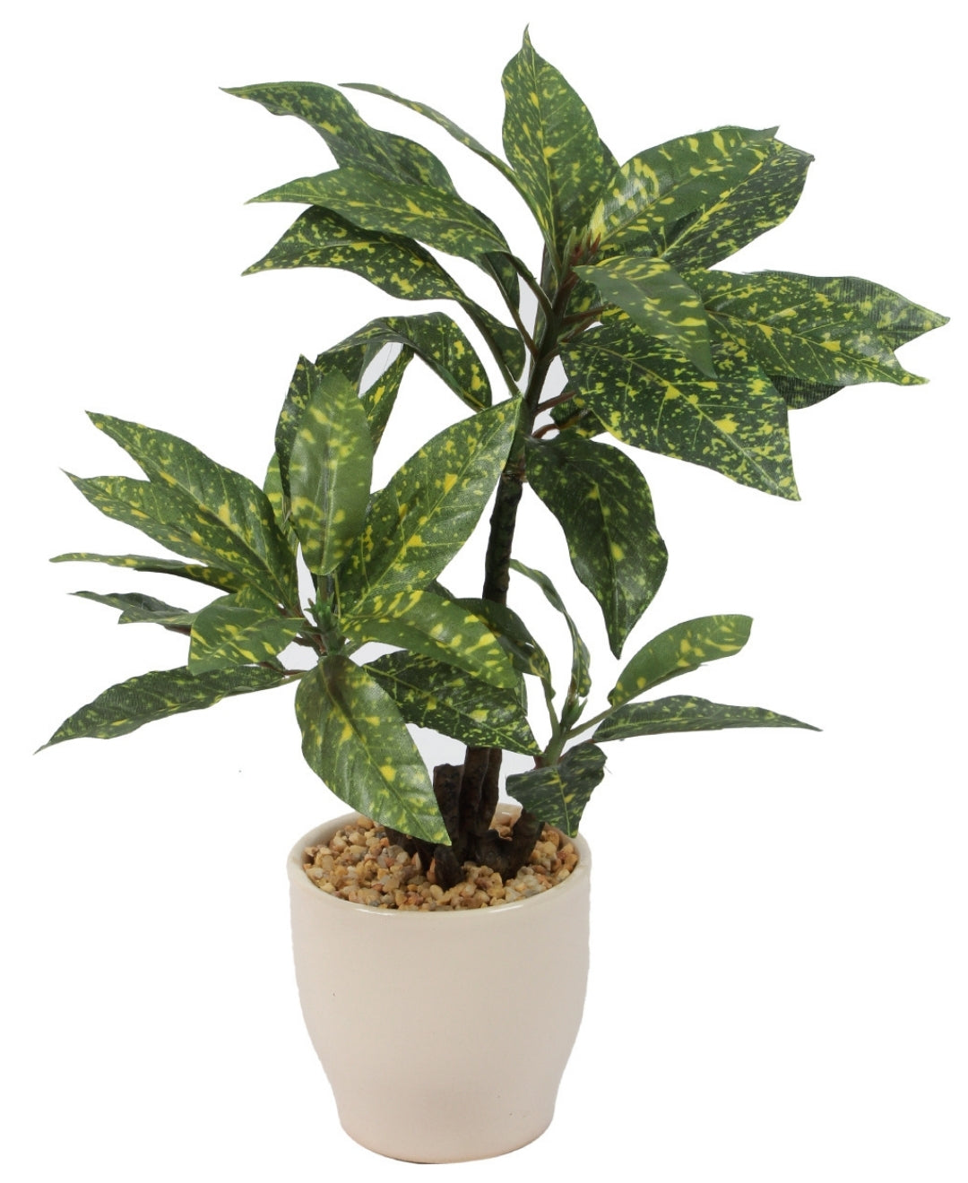 Radiant Croton Bonsai In Sleek Ceramic Pot