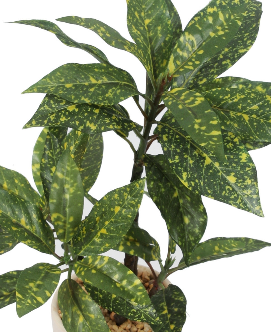 Radiant Croton Bonsai In Sleek Ceramic Pot