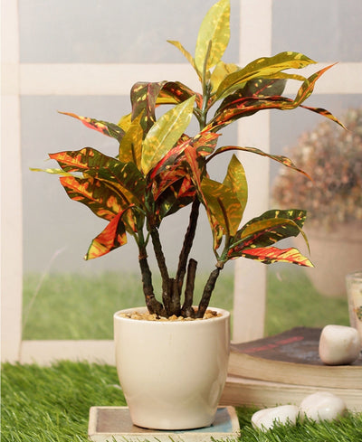 Radiant Croton Bonsai In Sleek Ceramic Pot