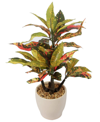 Radiant Croton Bonsai In Sleek Ceramic Pot
