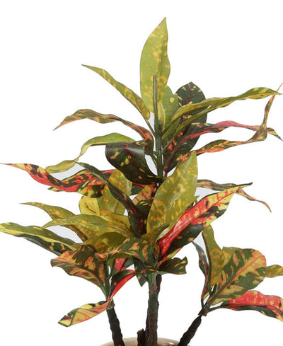 Radiant Croton Bonsai In Sleek Ceramic Pot
