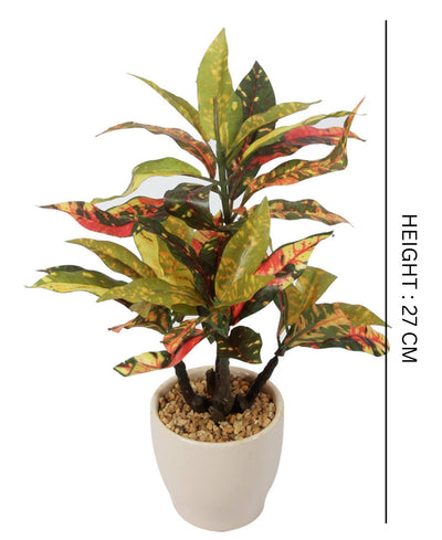 Radiant Croton Bonsai In Sleek Ceramic Pot