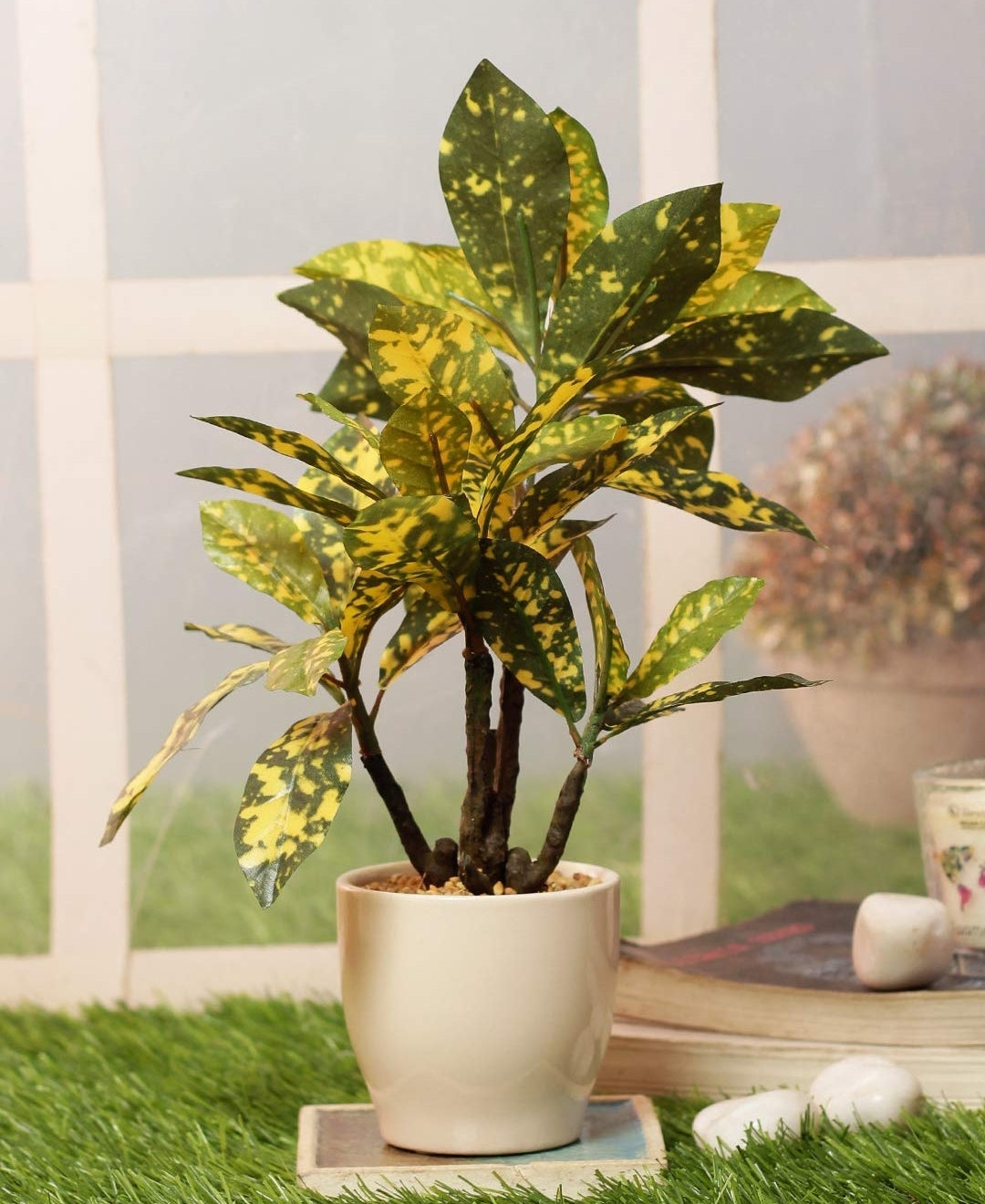 Radiant Croton Bonsai In Sleek Ceramic Pot