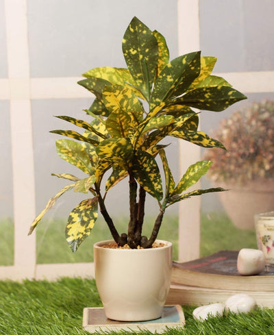 Radiant Croton Bonsai In Sleek Ceramic Pot