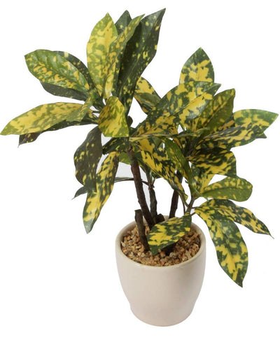 Radiant Croton Bonsai In Sleek Ceramic Pot
