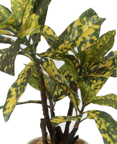 Radiant Croton Bonsai In Sleek Ceramic Pot