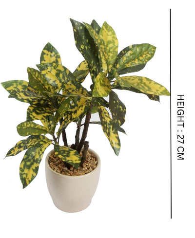 Radiant Croton Bonsai In Sleek Ceramic Pot