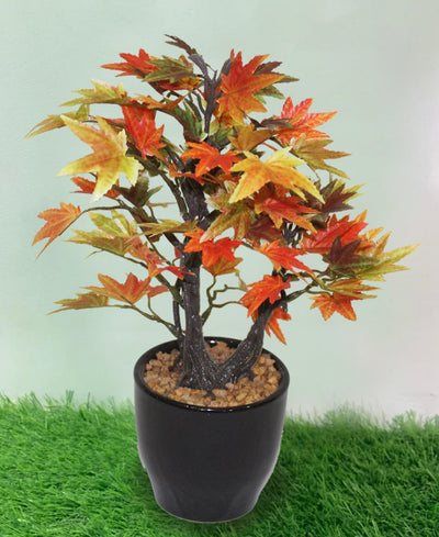 Minimal Maple Bonsai In Black Ceramic Pot