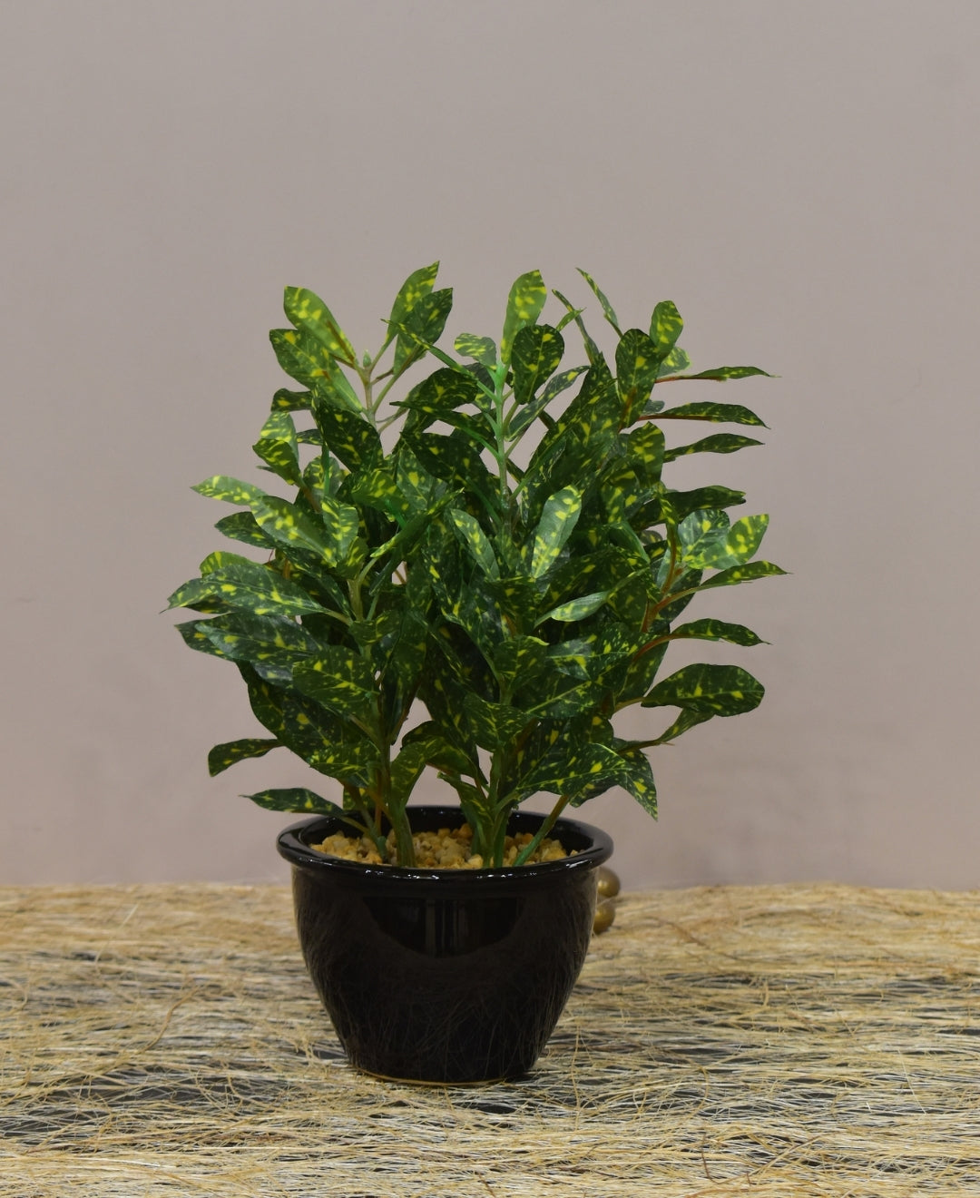 Colorful Croton Bonsai With Ceramic Base