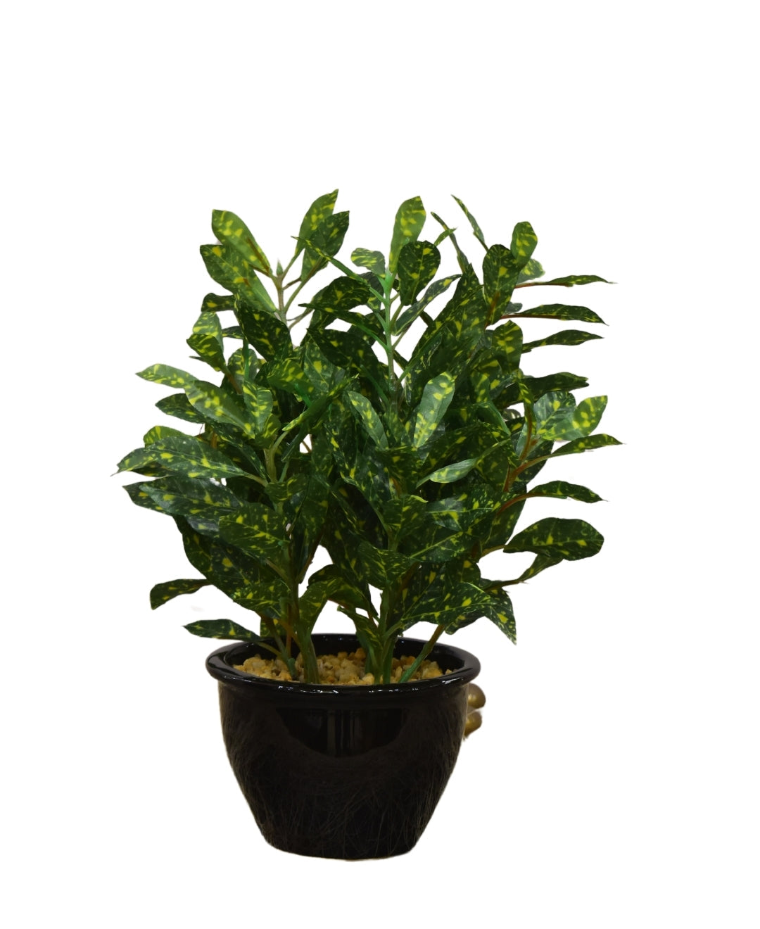 Colorful Croton Bonsai With Ceramic Base